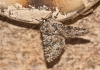 Hecatera dysodea Hecatera dysodea