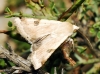 Heliothis peltigera