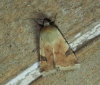 Heliothis peltigera