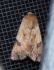 Heliothis peltigera