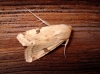 Heliothis peltigera