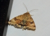 Heliothis viriplaca Heliothis viriplaca