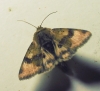 Heliothis viriplaca Heliothis viriplaca