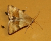 Heliothis viriplaca Heliothis viriplaca