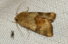 Heliothis viriplaca Heliothis viriplaca