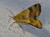 Heliothis viriplaca Heliothis viriplaca