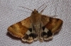 Heliothis viriplaca Heliothis viriplaca