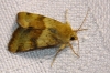 Heliothis viriplaca Heliothis viriplaca