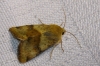 Heliothis viriplaca Heliothis viriplaca