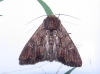 Mniotype occidentalis Mniotype occidentalis