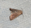 Mythimna ferrago Mythimna ferrago
