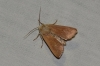 Mythimna sicula Mythimna sicula