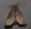Mythimna sicula Mythimna sicula