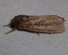 Mythimna sicula Mythimna sicula