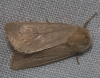 Mythimna sicula Mythimna sicula