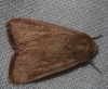 Mythimna sicula Mythimna sicula