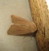 Mythimna sicula Mythimna sicula