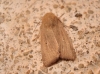 Mythimna sicula Mythimna sicula