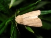 Mythimna sicula Mythimna sicula