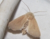 Mythimna sicula Mythimna sicula