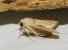 Mythimna sicula Mythimna sicula