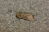 Mythimna sicula Mythimna sicula