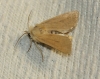Mythimna sicula Mythimna sicula