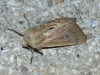 Mythimna sicula Mythimna sicula