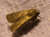Mythimna sicula Mythimna sicula