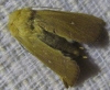 Mythimna sicula Mythimna sicula