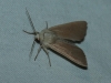 Mythimna sicula Mythimna sicula