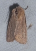 Mythimna sicula f. scirpi Mythimna sicula f. scirpi