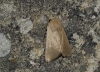 Mythimna sicula f. scirpi Mythimna sicula f. scirpi