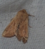 Mythimna vitellina Mythimna vitellina