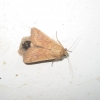 Mythimna vitellina Mythimna vitellina