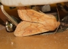 Mythimna vitellina Mythimna vitellina