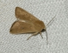 Mythimna sicula Mythimna sicula