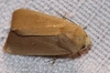 Mythimna sicula Mythimna sicula