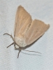 Mythimna sicula Mythimna sicula