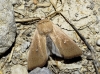 Mythimna sicula Mythimna sicula