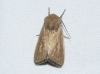 Mythimna sicula Mythimna sicula