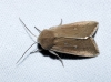 Mythimna sicula Mythimna sicula