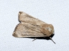 Mythimna sicula Mythimna sicula