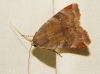 Noctua janthe/janthina Noctua janthe/janthina