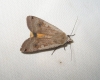 Noctua pronuba Noctua pronuba