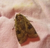 Noctua pronuba Noctua pronuba