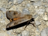 Noctua pronuba Noctua pronuba