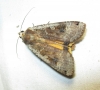 Noctua pronuba Noctua pronuba