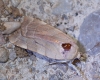 Noctua tirrenica Noctua tirrenica