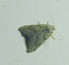 Nola thymula Nola thymula